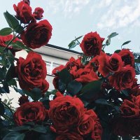 🇸🇦🖋أ. أم عبدالله🖋🇸🇦 (@dhay_qandel) 's Twitter Profile Photo 🇸🇦🖋أ. أم عبدالله🖋🇸🇦 (@dhay_qandel) 's Twitter Profile Photo