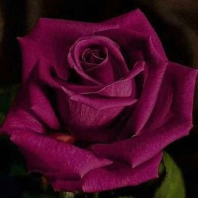 verdeanmitchell's profile picture. Female