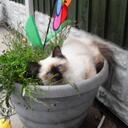 lesley ryder - @craftypaws - Twitter