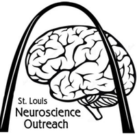 St. Louis Neuroscience Outreach (@neuro_out_stl) 's Twitter Profile