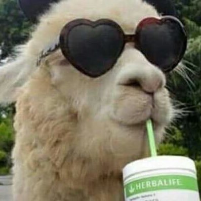 spillteallama's profile picture. 