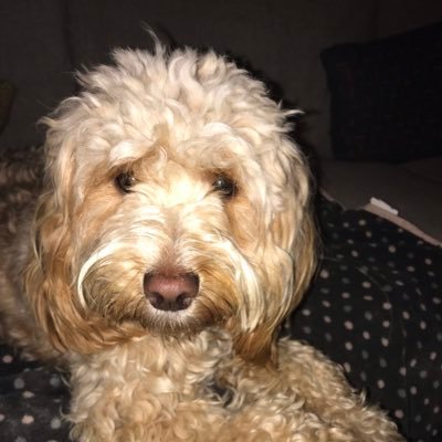 Sambadrome76's profile picture. Aim Trader Southampton fc