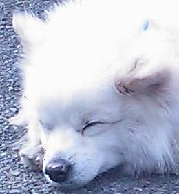 Ylongmoo's profile picture. Ipod,X1,고등학생,크로키,과학탐구