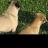 HRPugs's profile image
