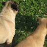 HRPugs's profile picture. Hi There! This is The Hampton Roads Pug Meet up! Calling all pugs in the twitterverse! Come join in the fun!
