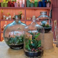 London Terrariums (@ldnterrariums) 's Twitter Profile