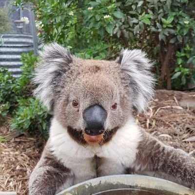 MijLooker's profile picture. Lacks Maturity