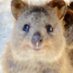たぬきとくぉっか (@tanuki_n_quokka) Twitter profile photo たぬきとくぉっか (@tanuki_n_quokka) Twitter profile photo