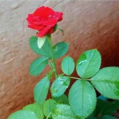 NuruddinMallic6's profile picture. 