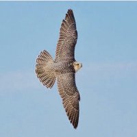 سعد سالم القحطاني (@knsx7id3beujsw8) 's Twitter Profile