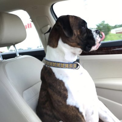 mubballer179's profile picture. Steelers Mizzou Stl Cardinals