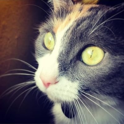 Yadis01's profile picture. Criatura social compleja