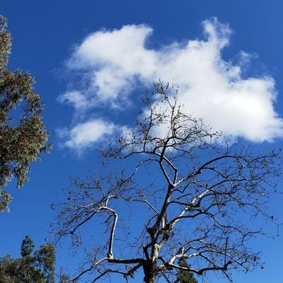 realsharigrace's profile picture. Just a Mom doing life. Love my country. Despise the hypocrites. 🇺🇸