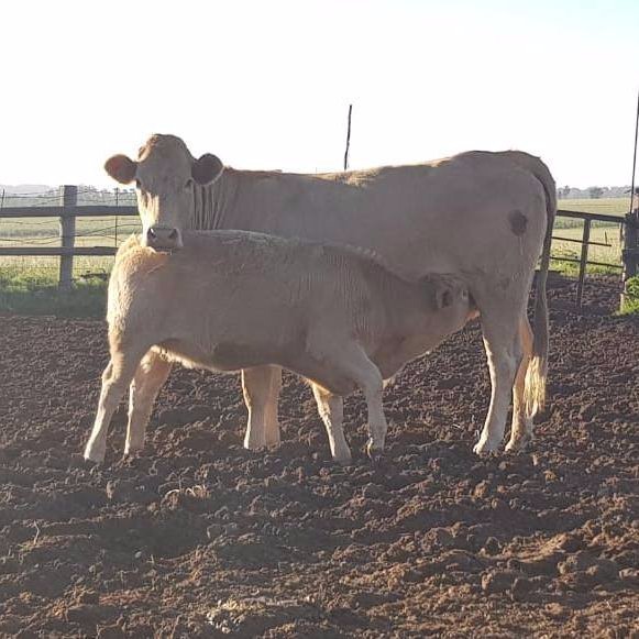 makoae_bongani's profile picture. 