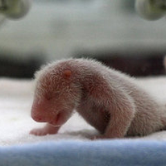 OldUrd's profile picture. emergent life form