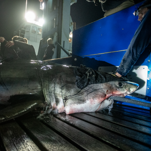 I'm a white shark tagged by @OCEARCH during Expedition NASFA in 2019 off the coast of Hilton Head South Carolina.