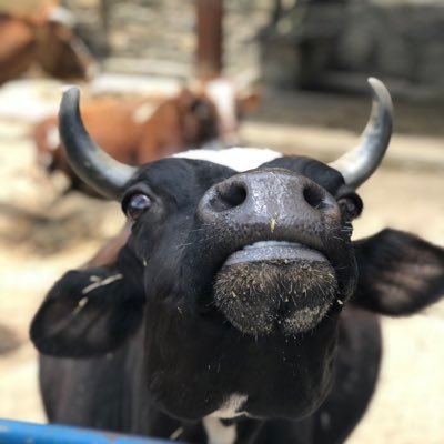 carlos_aparicio's profile picture. Administrador ~ Venezolano. Sólo aprendiendo y trabajando podremos salir de abajo por que... no conozco otra manera R.O.