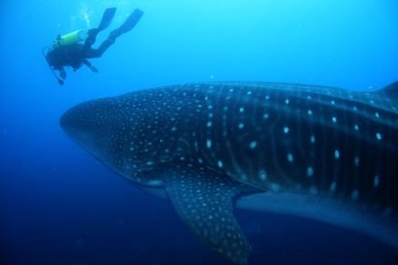 A111968's profile picture. independent, at least not dependant