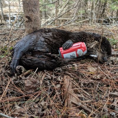 sprucewayne_'s profile picture. 