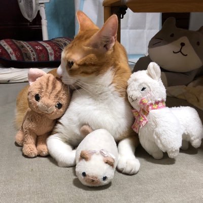 Cat.Moon🐾さんのプロフィール画像