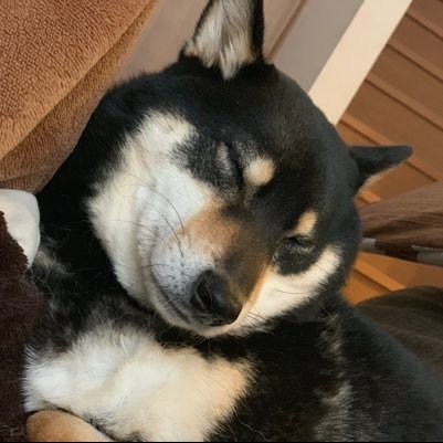 korimamia's profile picture. Perfume、Queen、ビールと日本酒、可愛い子どもたち（ワンコ含む）、高校野球&プロ野球観戦（主にヤクルト&日ハム）、ラヂオ（主にTBS）、散歩、町中華、昭和歌謡、そして母の手作りプリンをこよなく愛する毎日母さん‥医療機関の端っこ隅っこに生息中です🏥