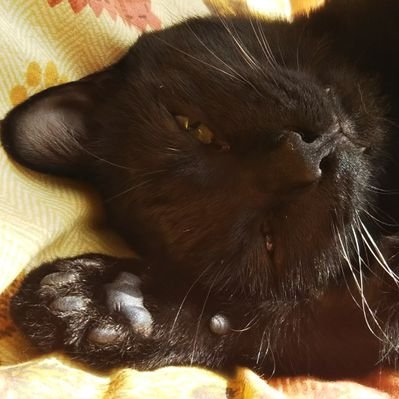 Tomoki この間みた5時に夢中で チャンス大城さんの セミを食べるエンヤ のモノマネが忘れられず探してしまった T Co 2sjc11oz1w