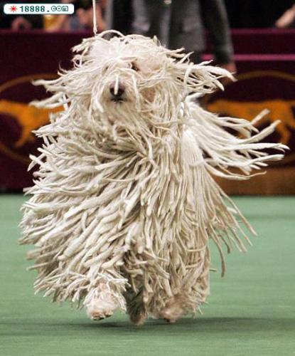 contesttowinpri's profile picture. How my girlfriend get this free IPAD?