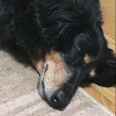 u7Lr1F1hdkBsync's profile picture. 犬大好き