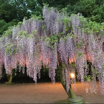 8nRluIEdRZo2YVx's profile picture. 読書をすることが多くなりました。