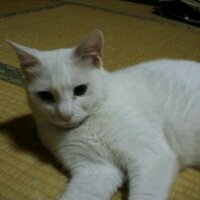 まりちょ (@marichomaricho) 's Twitter Profile