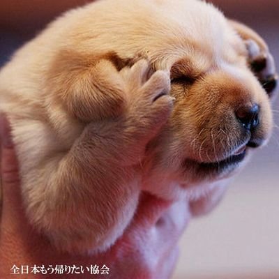 tonkotsurah's profile picture. 