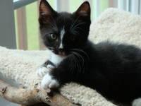 pherocat