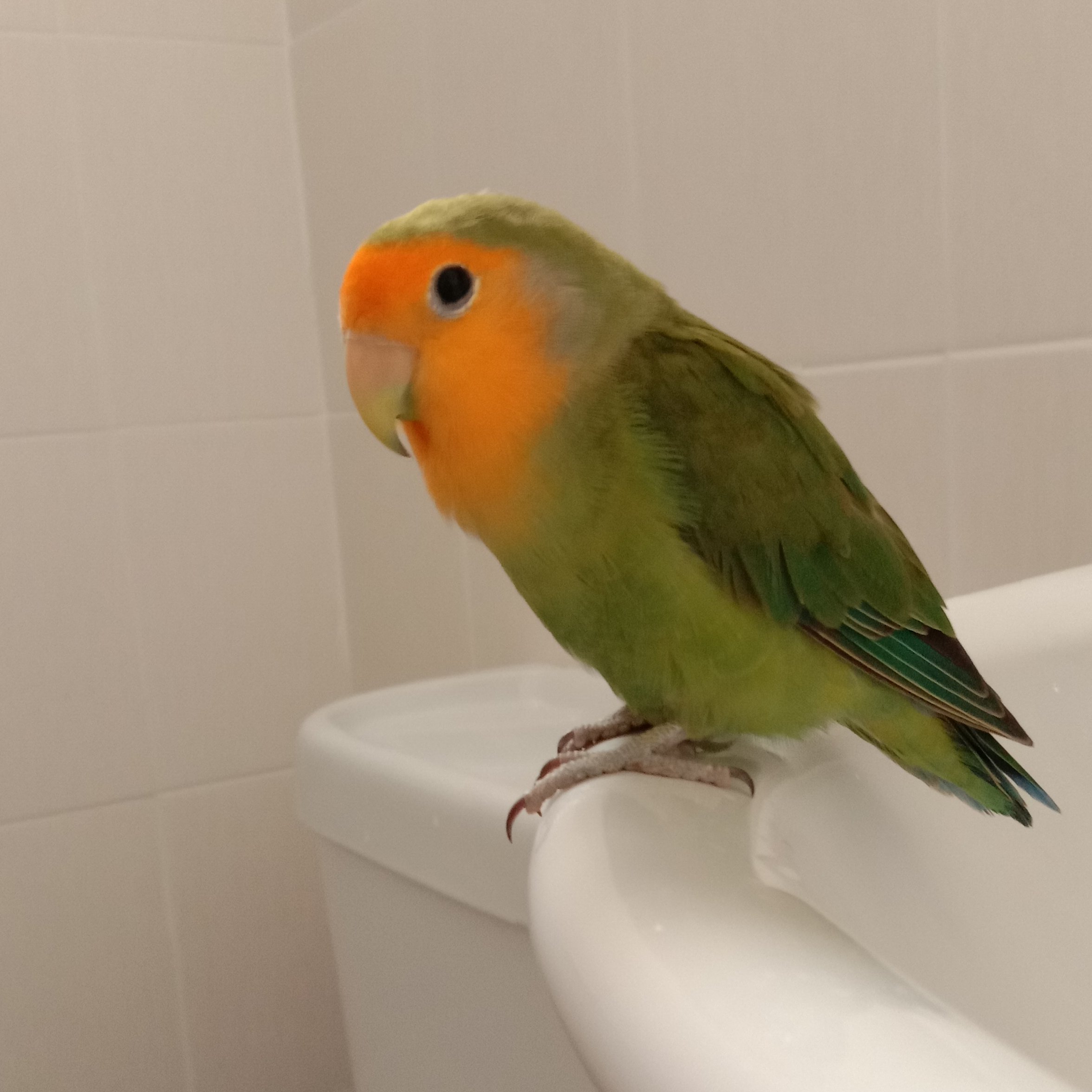 Propiggy2's profile picture. 