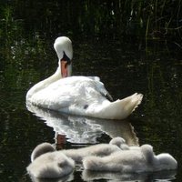 The Snappy Chappy (@thesnappychapp1) 's Twitter Profile Photo The Snappy Chappy (@thesnappychapp1) 's Twitter Profile Photo