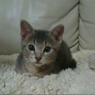 TAA_LFC_'s profile picture. Japan,cats, golf, football