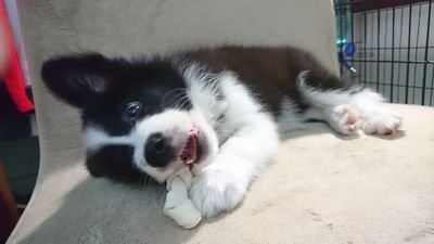 MarissaHuang7's profile picture. 特別的地方？是個怪咖算不算？
Must love dogs.
我們家的Kuma開啟了隱身模式，2015.10.19～2022.09.17