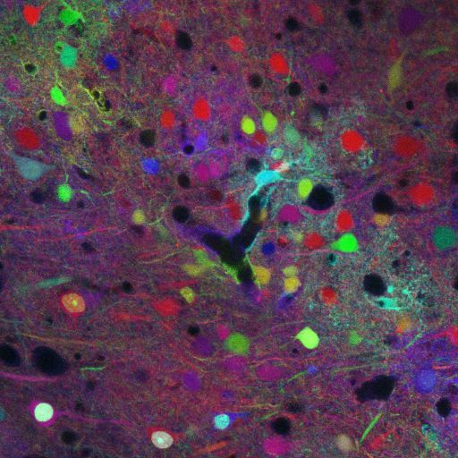 CorticoG's profile picture. Enthusiastic lab @ the Institute for Neurosciences of Montpellier studying neural cell diversity and balance in brain development and pathologies.