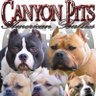 canyonpitsaz's profile picture. Breeder of the finest UKC American Pit Bull Terriers and ABKC American Bullies in Arizona! https://t.co/D29ogjDCpw