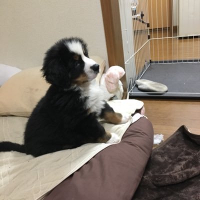 現在5ヶ月 わが家の甘えん坊の日常をお届けします🐾バニ飼いの方と繋がりたい(*´-`)無言フォロー失礼します。仲良くしてください。