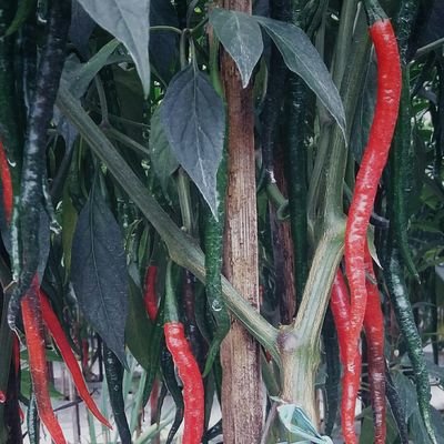 Wow 30 Foto Hantu Nenek Gayung - Romi Gambar