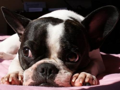 LupitaJolie's profile picture. I'm a smexy female Frenchie. Of course I have good manners, I'm a lady! Oh please.