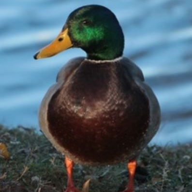 hairlessWaterf1's profile picture. Don't hate me because I'm new here.