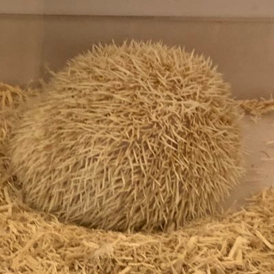 丸まった蟹さんのプロフィール画像