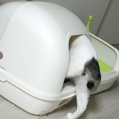 testak_1's profile picture. エセエンジニア 作れる人になりたい スマブラsp 猫飼い うちの猫かわいい システム保守を楽にしたい python Markdown大好き メインは上流工程