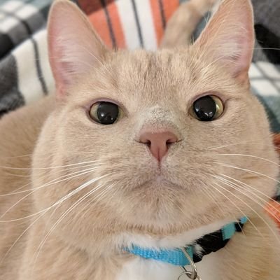 EmmyPeeOnTek's profile picture. always shows up late with coffee