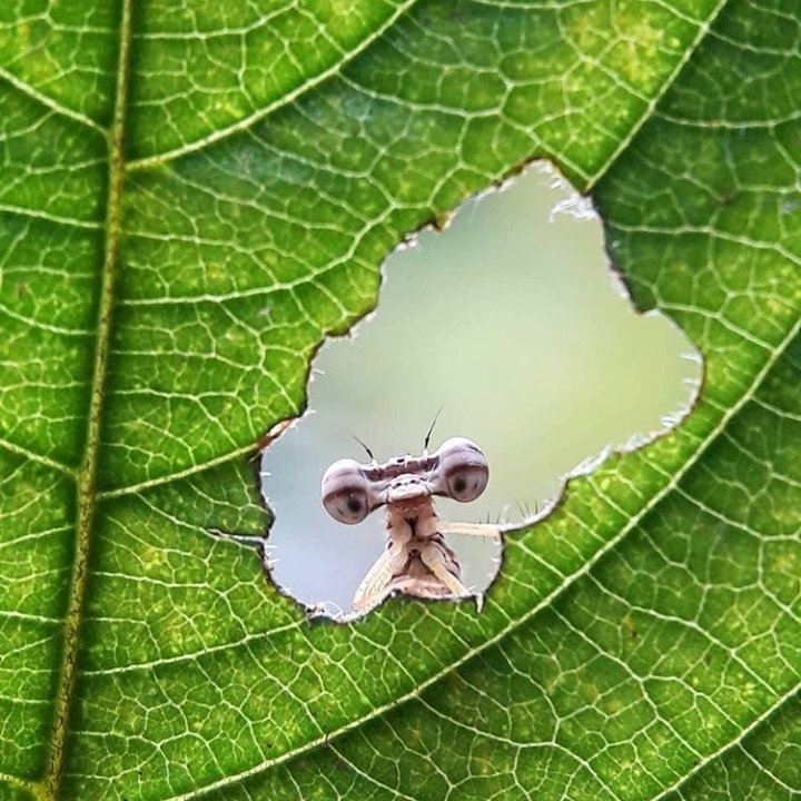 Girnan1's profile picture. presumtion of innocence