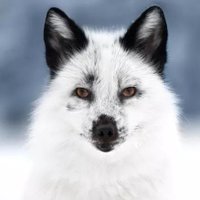 Paramécie des Murailles 🐎🦓🦄🐿 (@scameo) 's Twitter Profile