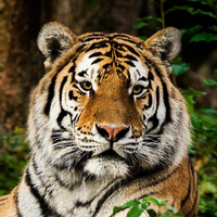 Save Animals Facing Extinction(@SaveAnimals) 's Twitter Profile Photo