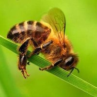 Bees N Hives(@BeesNHives) 's Twitter Profile Photo