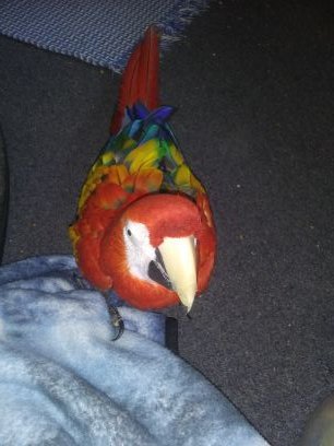 My red macaw